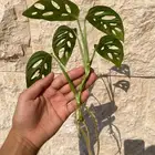 Monstera adansonii