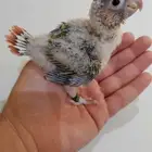 فروخ كنيور ( تم البيع )