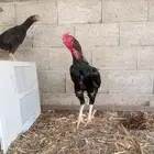 للبيع