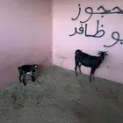ماعز للبيع