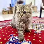 قطتين صغيرتين للبيع   Two small kittens for sale