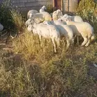 مقاني وبهم وخرفان للبيع في الواديين