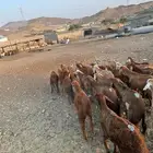 طليان سواكني حمري