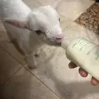 تيس قزمي