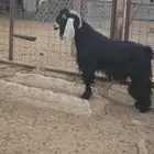 تيس عارضي مشروط