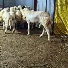 فحل بلدي فاخر