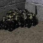 صيصان بط بلدي