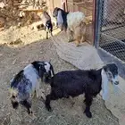 جفران تربيه