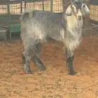 تيوس