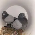 حمام زاجل فروخ صغار مذبوح جاهز ونظيف