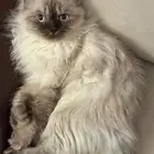 قطه للتبني بجده