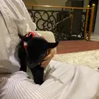 ماعز قزم بيور