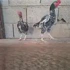 زوج كوشامو فاخر