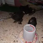 صيصان كوشن أمريكي دم صافي