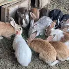 أرانب وبط و دجاج رومي