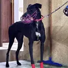 سلقه الاب من انتاج بن دلموك والام تركيه