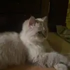قطه طالبه تزاوج (أنثى)