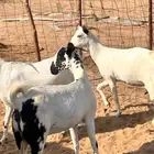 معزا بيشي