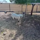 جفرة هولندية