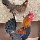 دجاج عربي اصيل