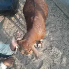 عنز حايل