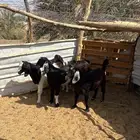 تيوس مخاصي فل شحم جبره