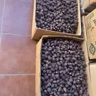 كرتونين 40 كيلو تمر رزيز مفروز حبه سوده وحجم حلو مرتب