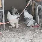 دجاج براهما كونك أصيل