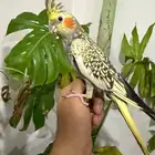 كروان اليف تم البيع
