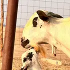 تيس بيشي اكحل صنف السن رباع