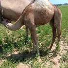 قعود للبيع لبني العمر اربعه شهور