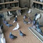 حمام للبيع