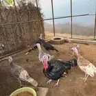 دجاج رومي 6 إناث وديك واحد
