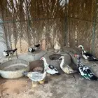 بط بح