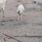 نعجة رفيدية