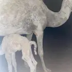 خلفه وضحى معها بكره وقعود عمره 5 شهور اقبل بالبدل