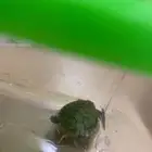 بيع سلحفاة صغيره بمكه
