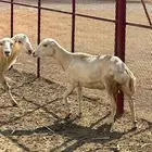 نعجه