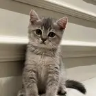 قط سكوتش ستريت