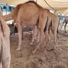 قعدان و تيوس صوماليه للبيع بسوم حلال