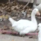 وز مهجن مفتل سيباستبول