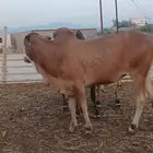 عجل حسيل عجول حسلان
