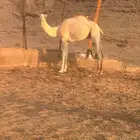 قعود مربوط للبيع