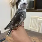 كروان اليف جدا