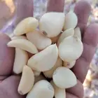 ثوم بلدي القصيم