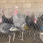 دجاج رومي