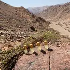 زيت بشام بيلسان متوفر 4 علب