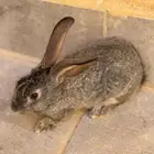 أرانب للبيع