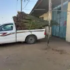 النخل للبيع