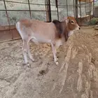 حسيل بلدي